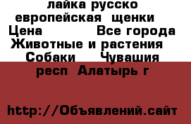 лайка русско-европейская (щенки) › Цена ­ 5 000 - Все города Животные и растения » Собаки   . Чувашия респ.,Алатырь г.